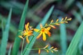 Cute Tropical Flowers of Hawaii