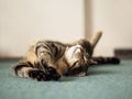 Cute tubby cat with brown fur in relaxing pose on a blue carpet. Home pet in a good mood for sleep