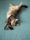 Cute tubby cat with brown fur in relaxing pose on a blue carpet. Home pet in a good mood for sleep