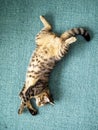 Cute tubby cat with brown fur in relaxing pose on a blue carpet. Home pet in a good mood for sleep