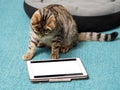 Cute tubby cat looking at a blue tablet screen sitting on a blue color carpet at home. Pet care and entertainment. Internet use