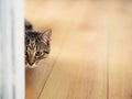 Cute tubby cat looking out behind door frame sitting on a yellow wooden flor. Selective focus
