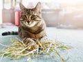 Cute tubby cat playing with glitter decorations in a room. Selective focus. Light and airy mood. Play time for pet