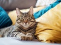 Cute tubby cat on a yellow and blue pillows. Pet relaxing time. Selective focus. Animal life