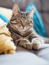 Cute tubby cat on a yellow and blue pillows. Pet relaxing time. Selective focus. Animal life