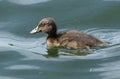 A sweet Tufted Duck duckling, Aythya fuligula, swimming on a lake.