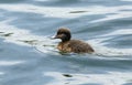 A cute Tufted Duck duckling, Aythya fuligula, swimming on a lake in the UK.