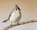 Cute Tufted tit sitting on a tree branch
