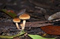 Cute tufted toadstools on the rainforest floor