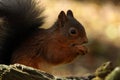 Cute Tufty Ears on this close up Red Squirrel