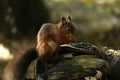 Cute Tufty Ears on this close up Red Squirrel