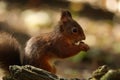 Cute Tufty Ears on this Red Squirrel