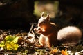 Cute Tufty Ears on this sunlit Red Squirrel