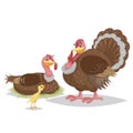 Cute turkey famile. Male and female turkey. Little turkey chicken. Farm bird. Domestic animals scene. Vector illustration