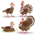 Cute turkeys set. Cartoon simple gradient design. Female and male birds standing. Thanksgiving symbols. Farm animals characters an Royalty Free Stock Photo