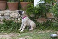 A cute Turkish Sivas Kangal puppy in the garden.