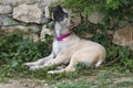 A cute Turkish Sivas Kangal puppy in the garden.