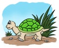 Turtle cartoon illustration