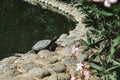 Cute turtle coming out of water near the pond in a public park in Marbella, Spain. Stone curb and green foliage with blurred pink Royalty Free Stock Photo