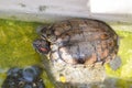 Cute turtle in country farm