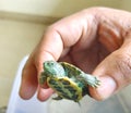 Cute turtle Red-eared slider smiling baby turtle in hands Royalty Free Stock Photo