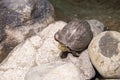 Cute turtle on round stone near the pond. Land turtle with yellow stripes on head. Amboina box turtle