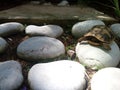 Cute turtle wobbling and struggling on a round rock