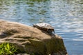 Cute turtles living in a pond in Central park Royalty Free Stock Photo