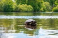 Cute turtles living in a pond in Central park in New York city Royalty Free Stock Photo