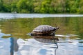 Cute turtles living in a pond in Central park in New York Royalty Free Stock Photo