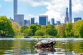 Cute turtles living in a pond in Central park in New York city Royalty Free Stock Photo