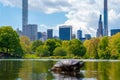 Cute turtles living in a pond in Central park in New York city Royalty Free Stock Photo