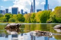 Cute turtles living in a pond in Central park in New York city Royalty Free Stock Photo