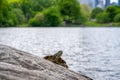 Cute turtles living in a pond in Central park in New York city Royalty Free Stock Photo