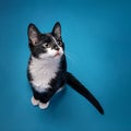 Cute tuxedo kitten sitting looking up and to the right on a blue background. Royalty Free Stock Photo