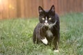 Cute tuxedo tom cat on a meadow. Royalty Free Stock Photo