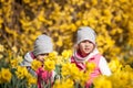 Cute twin sisters, embrace on a background field with yellow flowers, happy cute and beautiful sisters having fun with yellow flow Royalty Free Stock Photo