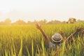 cute two girl happy open arm freedom at rice field Royalty Free Stock Photo