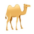 Cute two hump camel cartoon animal design flat vector illustration isolated on white background Royalty Free Stock Photo