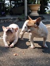 Cute two little frech bulldog stretching Royalty Free Stock Photo