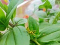 Cute Two little grasshoper in green leaves