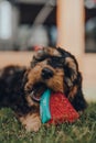 Cute Cockapoo puppy playing with a watermelon slice-shaped chewy toy in a garden Royalty Free Stock Photo