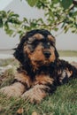 Cute two month old Cockapoo puppy relaxing on a grass in the garden