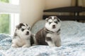 Cute two puppies siberian husky lying