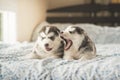 Cute two puppies siberian husky lying on a bed
