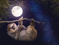 Cute Sloth Hanging on Branch in Evening Royalty Free Stock Photo