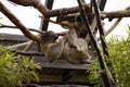 Cute two-toed sloth sitting on a branch with a building in the background