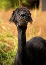 Alpaca Eating Grass in Field