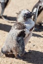 Cute ugly bird. Disheveled penguin during moult molt. Moulting