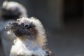 Cute ugly bird with feather in mouth. Penguin during moult molt